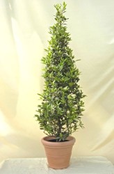 lorbeerpyramide